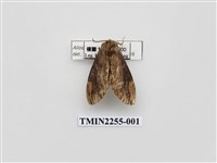 藏品(烏雲舟蛾)的圖片